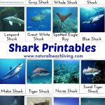 Shark Activities For Kids With Free Printables Natural