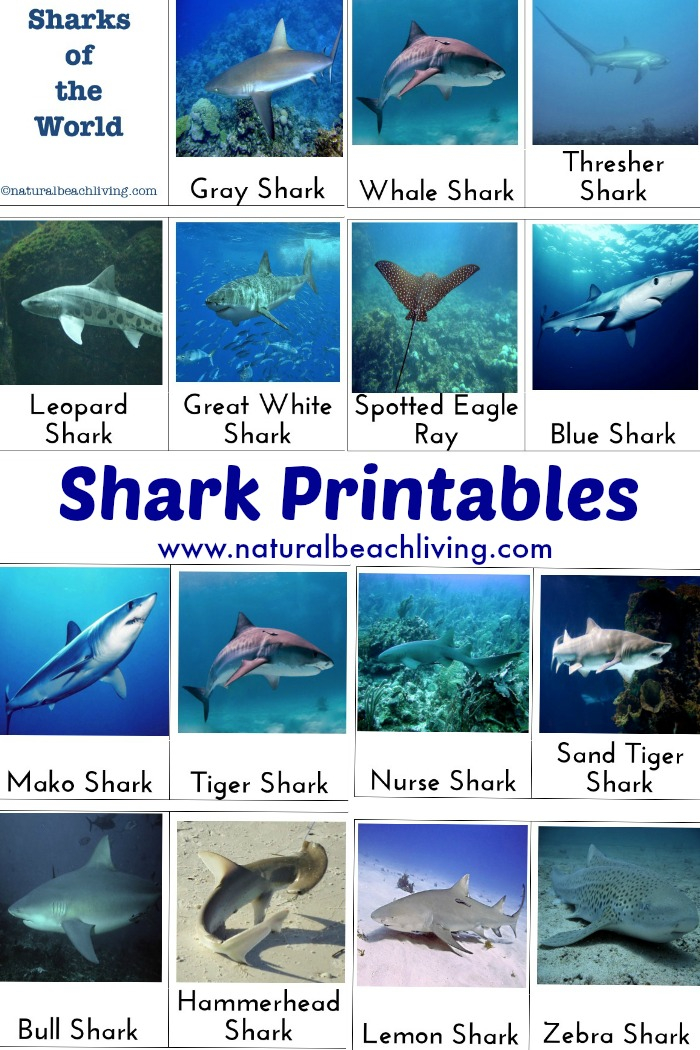 Shark Activities For Kids With Free Printables Natural 