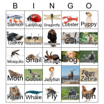 Animals Bingo Card